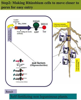 Illustration for article titled Re-engineering Rhizobium